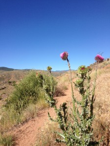 thistles