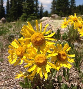 alpineflowers