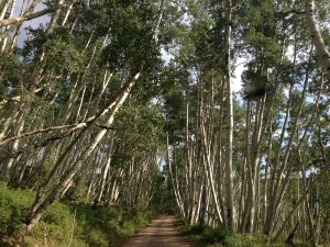 aspens