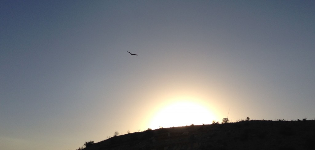 TurkeyVulture