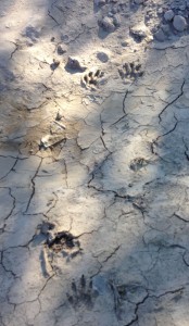 raccoonprints