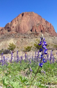 bluebonnet