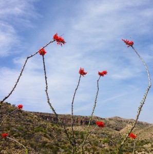 Ocotillo