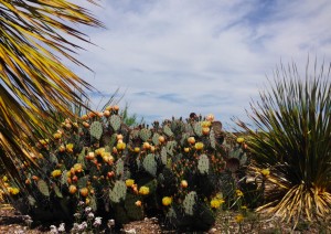 PrickleyPear