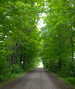 treetunnel2