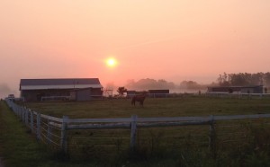 SunriseHorse