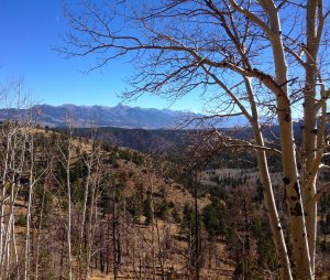 aspens